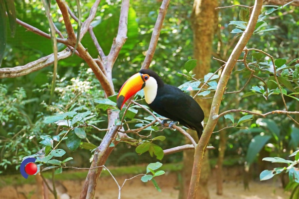Toucan in het oerwoud